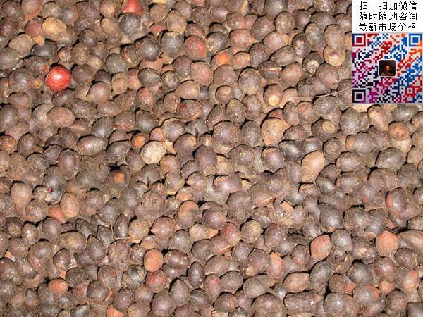 红豆杉种子