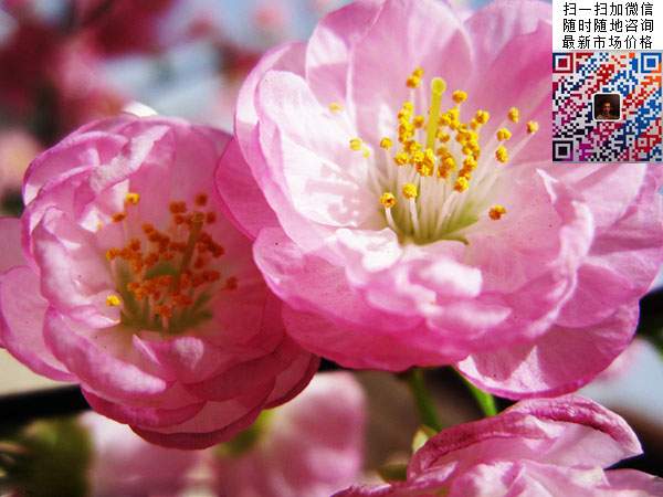 榆叶梅 榆叶梅