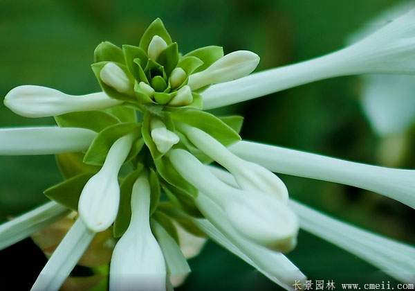 玉簪花图片