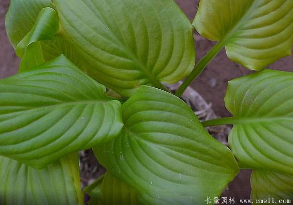 玉簪叶图片