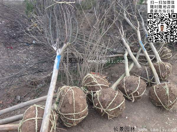 紫薇树价格