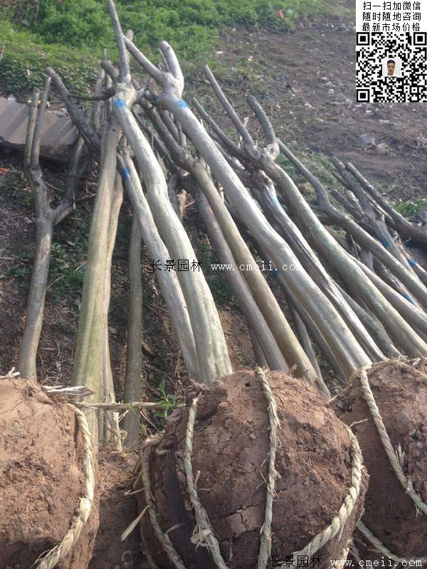 紫薇树