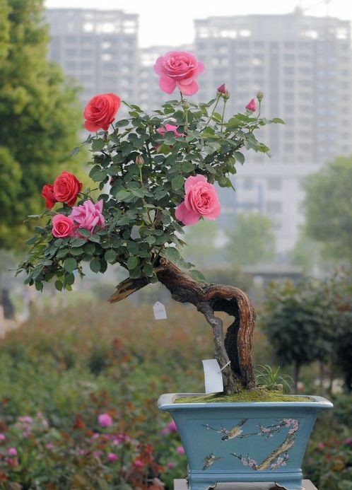 盆栽月季花盆栽月季盆栽月季批发