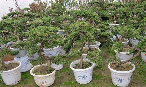 地柏在园林绿化中都有哪些应用方式