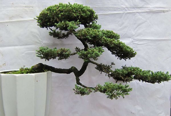 地柏在园林绿化中都有哪些应用方式