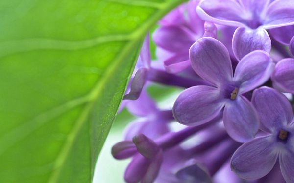 淡紫色的丁香花