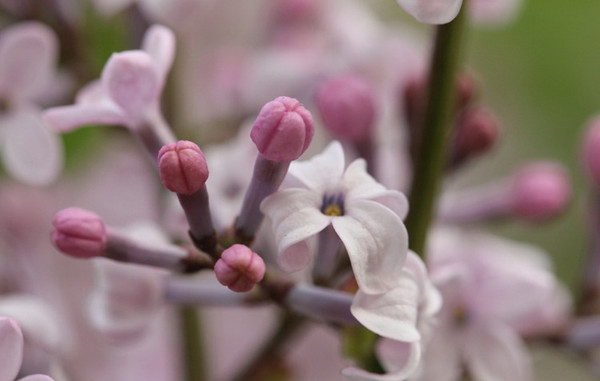 丁香花何氏凤仙怎样长的冒盛图片
