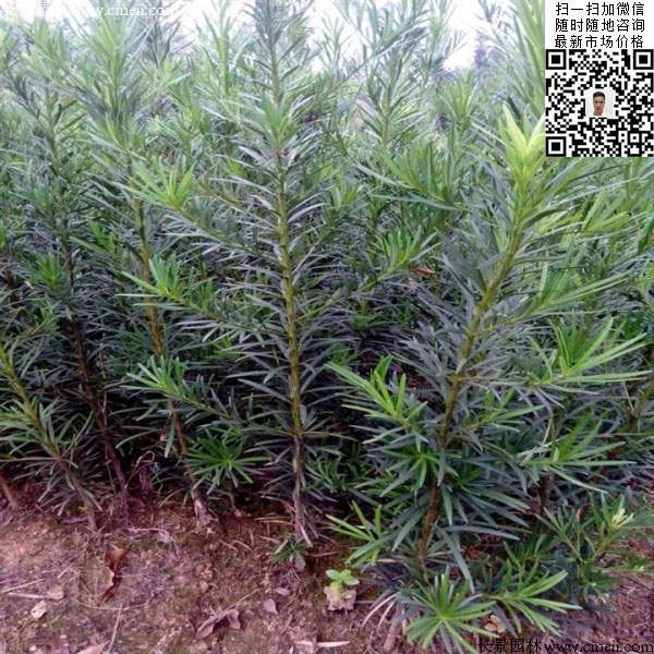 罗汉松种子种植出的小苗