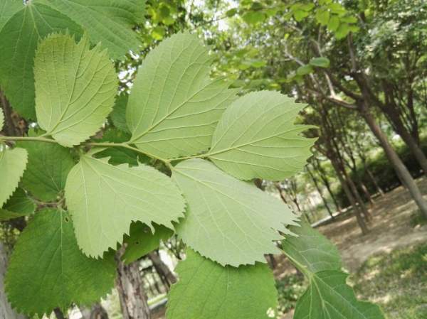 【图解】大叶朴树和榆树的区别图片
