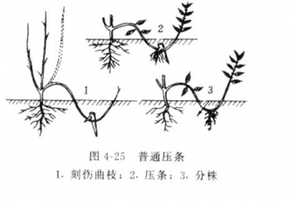 红王子锦带繁殖之压条,分株繁殖