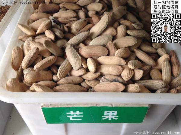 芒果种子
