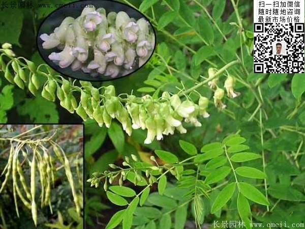 苦参种子