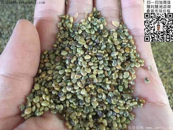 猪屎豆种子