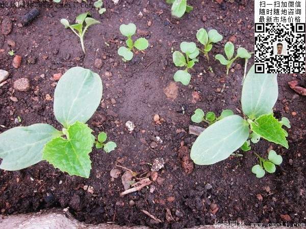植物苦瓜小苗图片