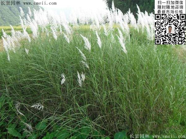 田园景观植物野芒草图片