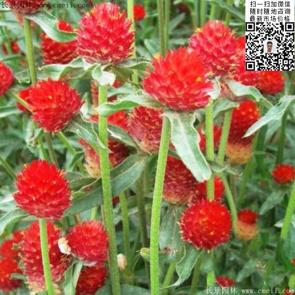 千日红发芽率高,适合地带广泛,是旅游景点,是制造花海的优异种类,在