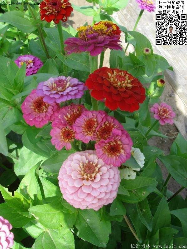 彩色草本花卉百日草图片
