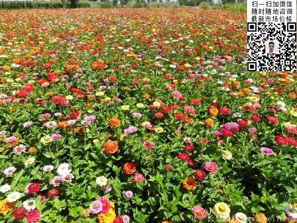 百日草种子
