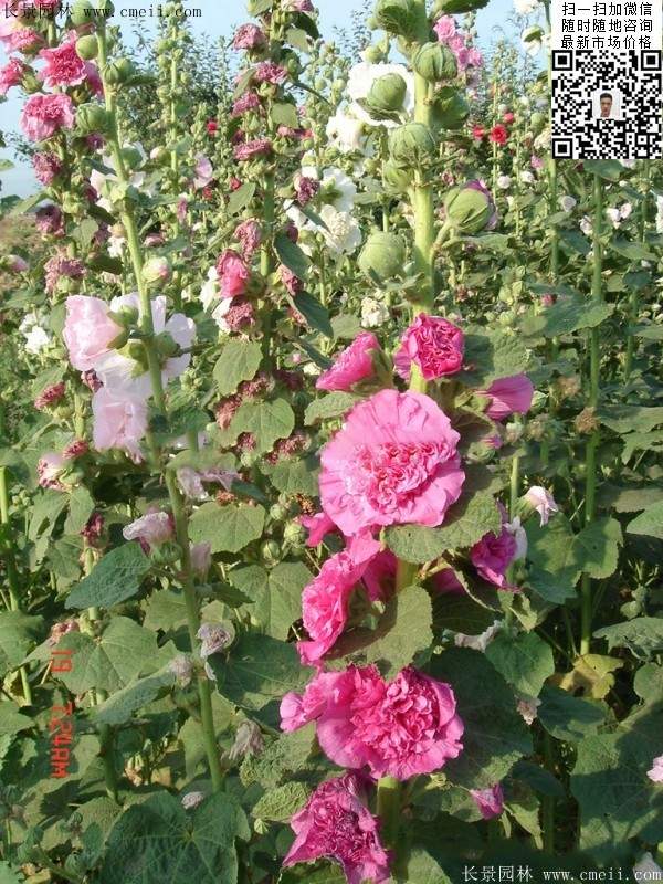 马络葵种子