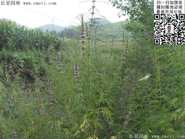 草本中药材植物茺蔚子图片