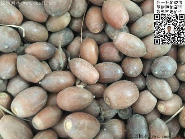 栎树种子