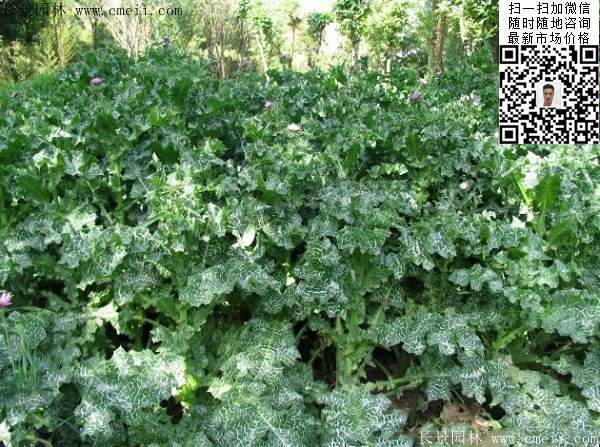草本花卉景观花海植物水飞蓟图片