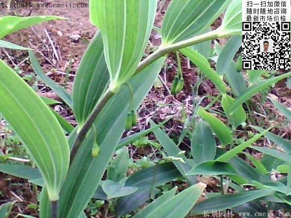 植物玉竹小苗图片