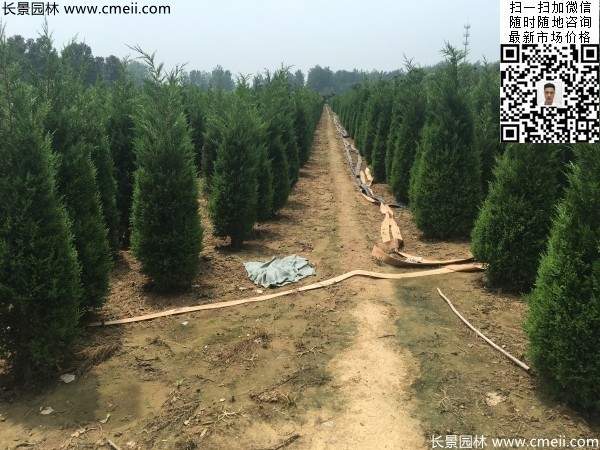 高度2.2米2.3米蜀桧大量供应公路绿化植物