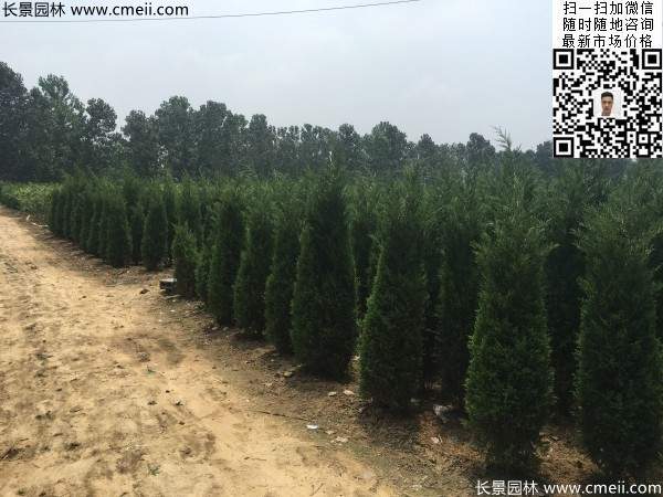 高度2.2米2.3米蜀桧大量供应公路绿化植物