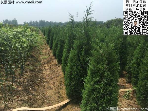 高度2.2米2.3米蜀桧大量供应公路绿化植物