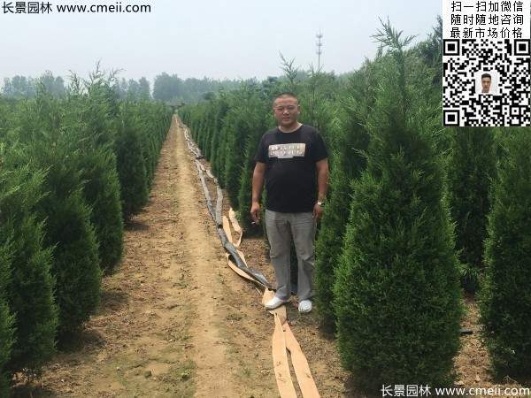 高度2.2米2.3米蜀桧大量供应公路绿化植物