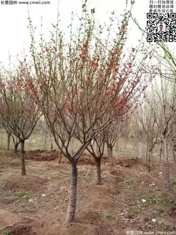 【视频】地径6公分7公分红梅价格优惠_苗圃现场