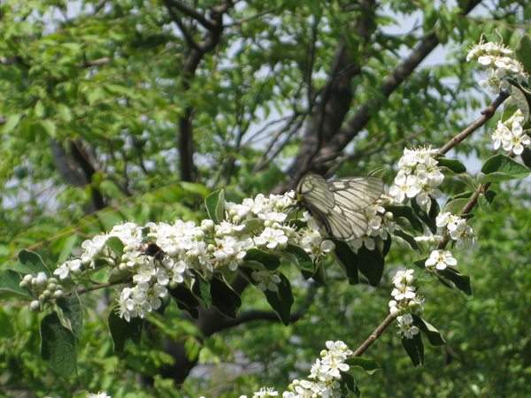 结香花,白花树