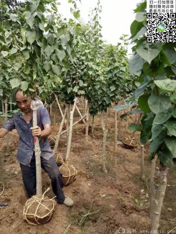 作文树我喜爱的爬山虎丁香图片