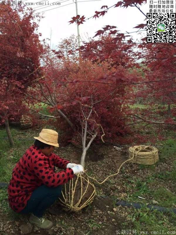 常年红红枫难道四季都是红色的吗
