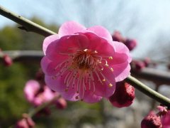 听说“日本樱花”和“红梅”还是近亲呢，你知