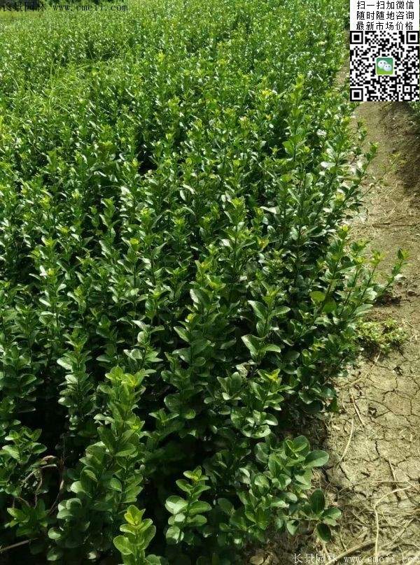 你一定不知的江苏便宜的桃叶卫矛球在哪可以买到?