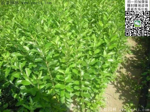 内部文件江苏小叶女贞内部批发价格单
