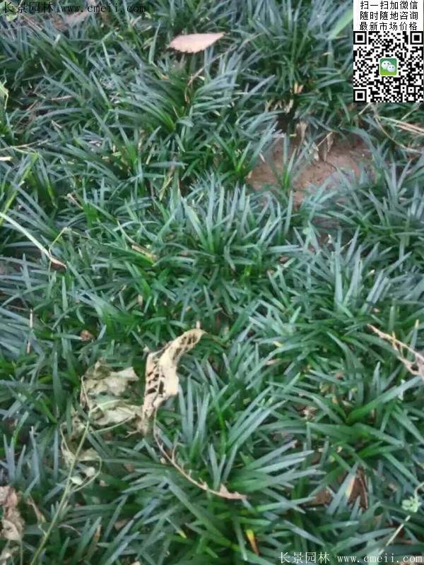 麦冬草的产地比较多,像江苏,河南,山东,陕西等地皆有培育种植,其中以