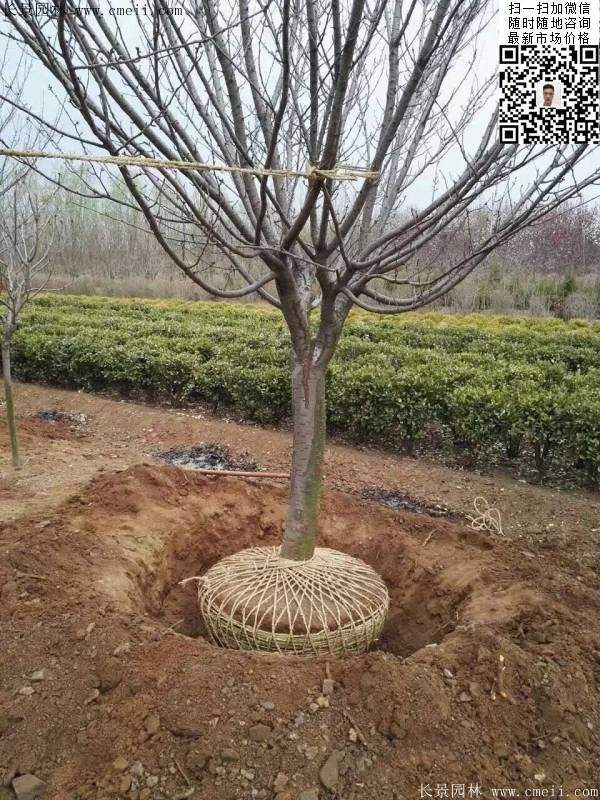 话说:城市选择樱花树到底是看重了它的哪些优势呢?