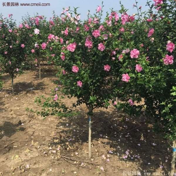 便宜的木槿树在哪买