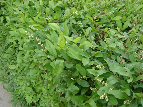 求购水蜡植物老板让我问问长景园林怎么样