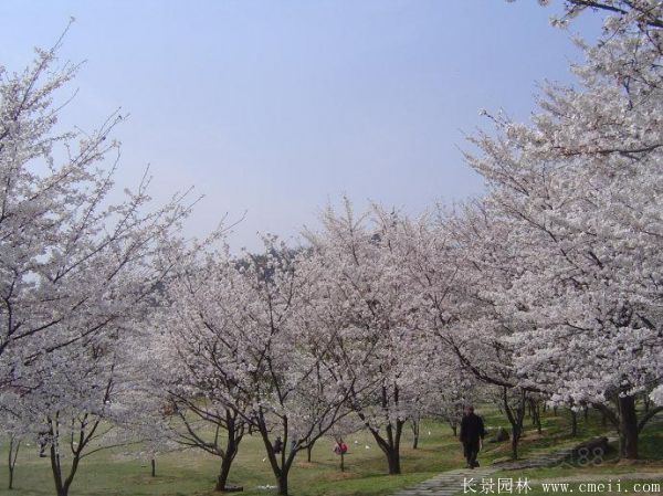 樱花树图片基地实拍