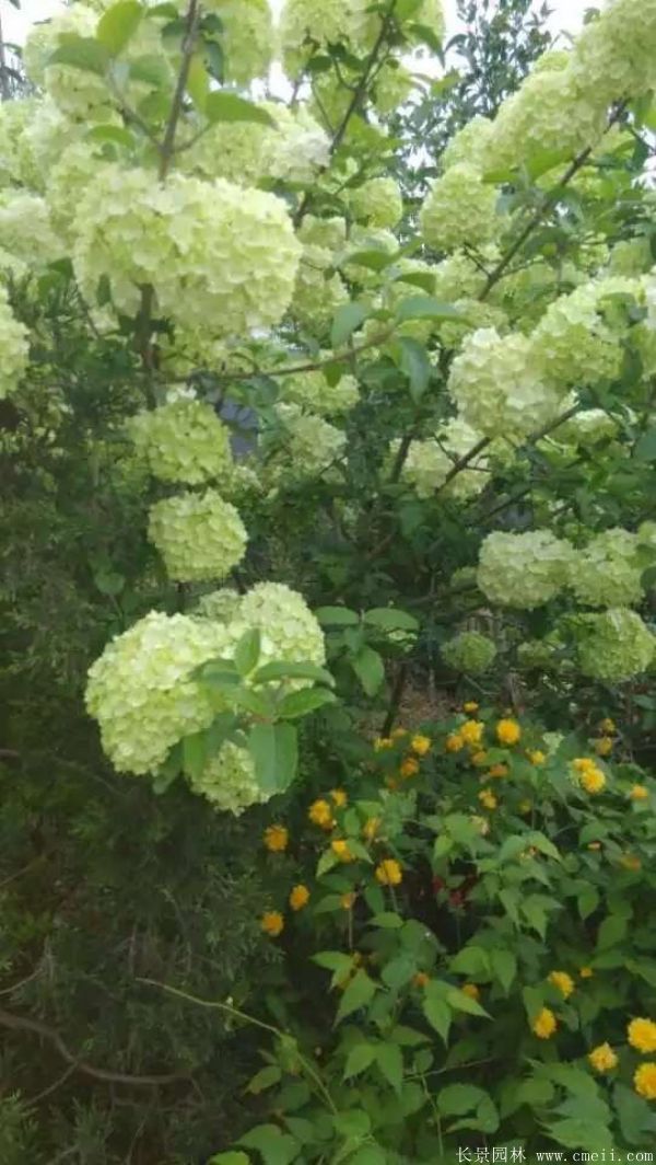 绣球花图片基地实拍