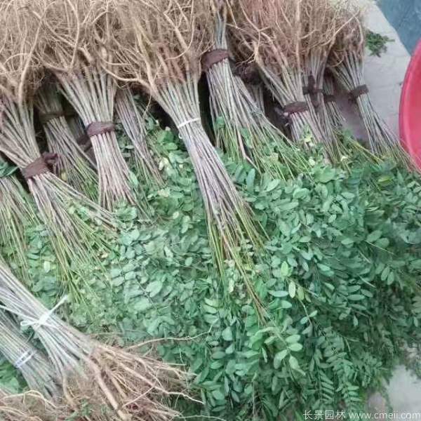 紫穗槐每平米种植多少株