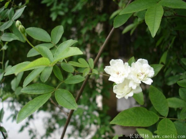 木香苗图片基地实拍