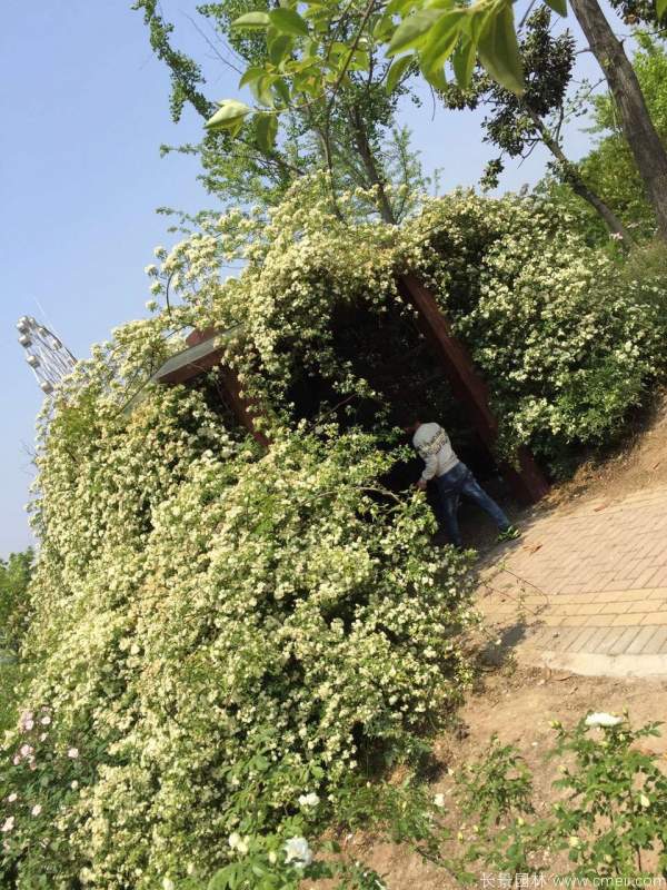 木香苗