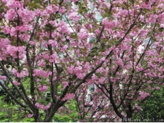 樱花树苗多少钱一棵，来长景园林看看