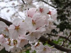 全国较大的樱花种植基地为您提供的樱花树苗价