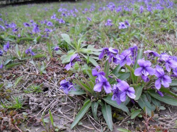 紫花地丁种子发芽出苗开花图片